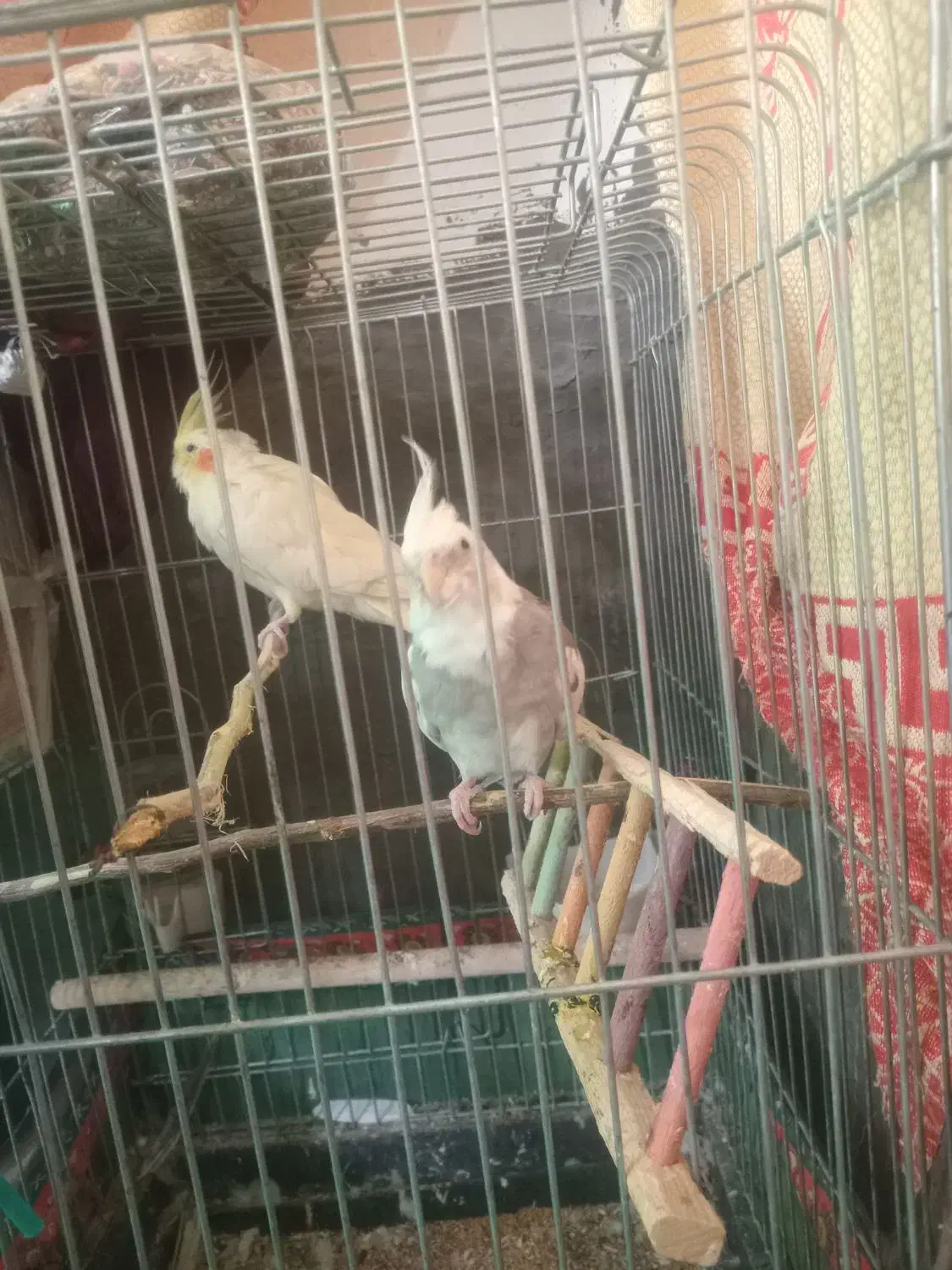 دو عدد عروس هلندی|پرنده|بندر دیر, |دیوار