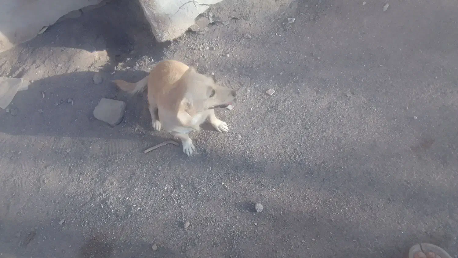 سگ ماده گمشده|حیوانات|رفسنجان, |دیوار