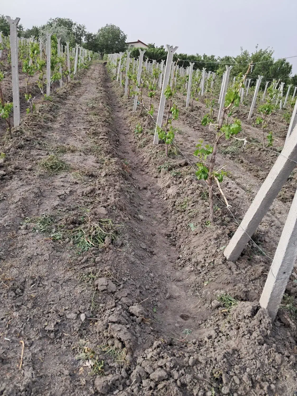 کارگر بیل زنی باغ و باغبانی|خدمات باغبانی و درختکاری|ارومیه, |دیوار