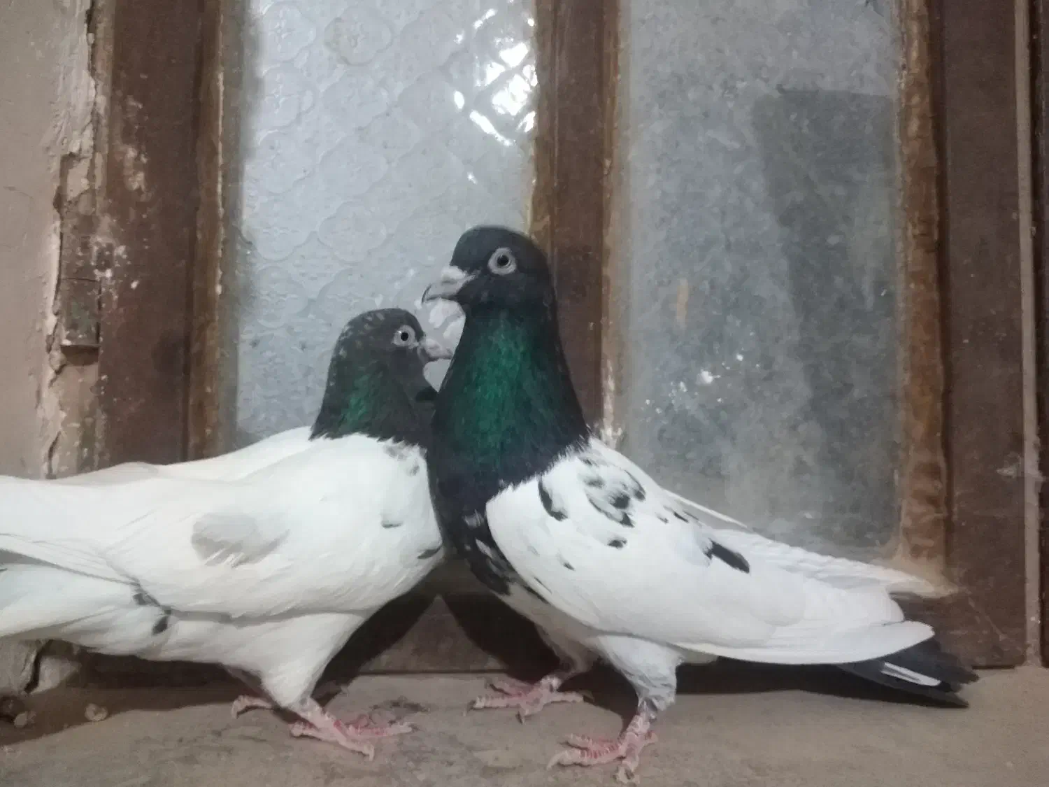 8تاکبوتر رنگه هوایی|پرنده|مشهد, آزادشهر|دیوار