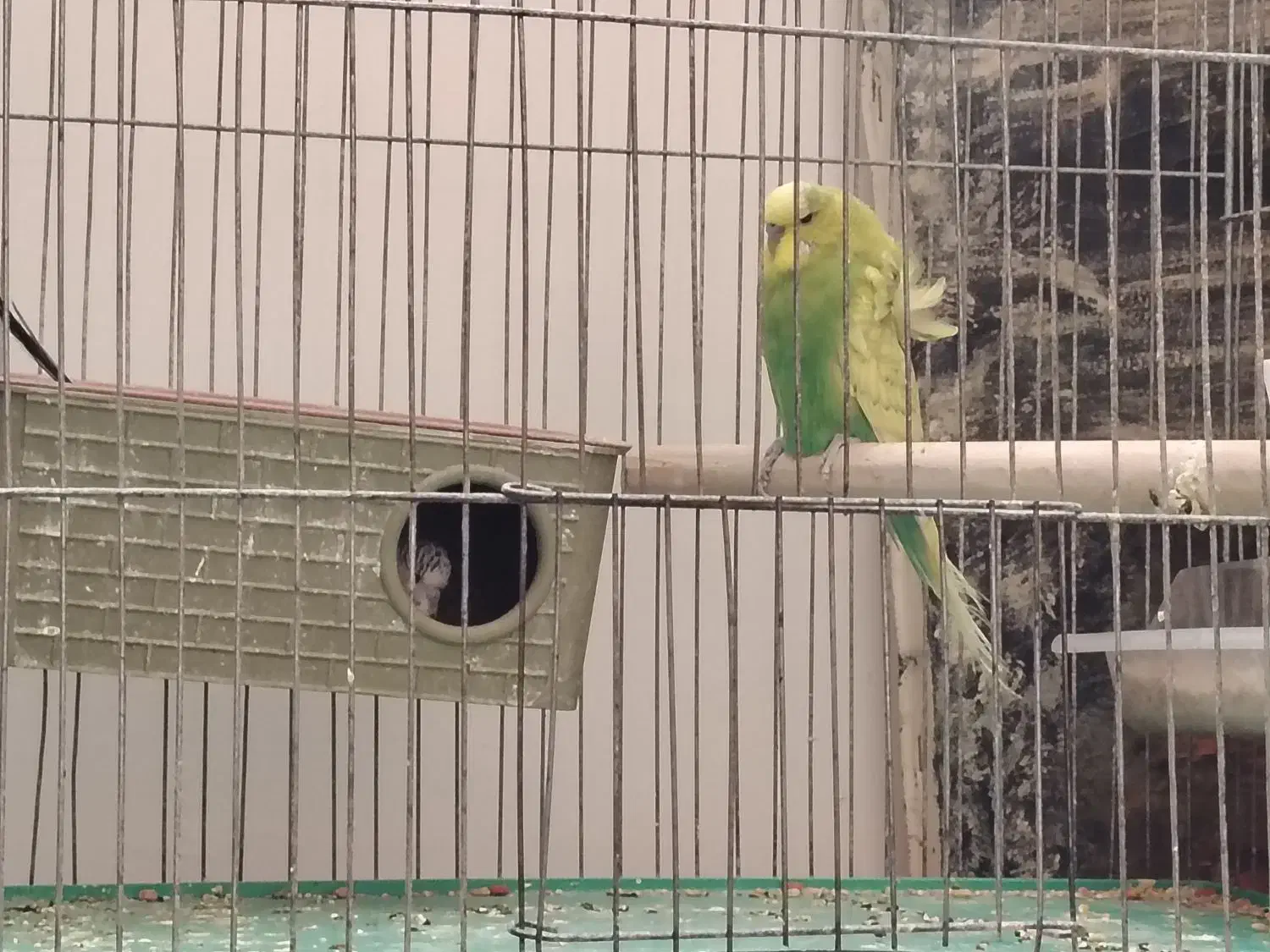 مرغ عشق مولد|پرنده|اصفهان, کوجان|دیوار