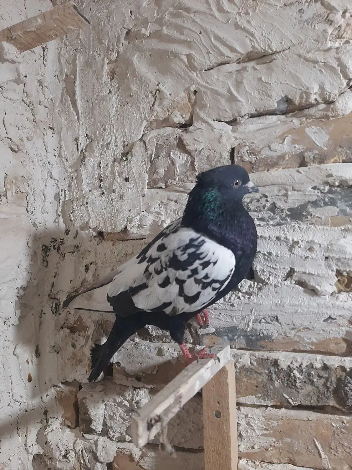 کفتر بوم|پرنده|تربت جام, کشتارگاه|دیوار