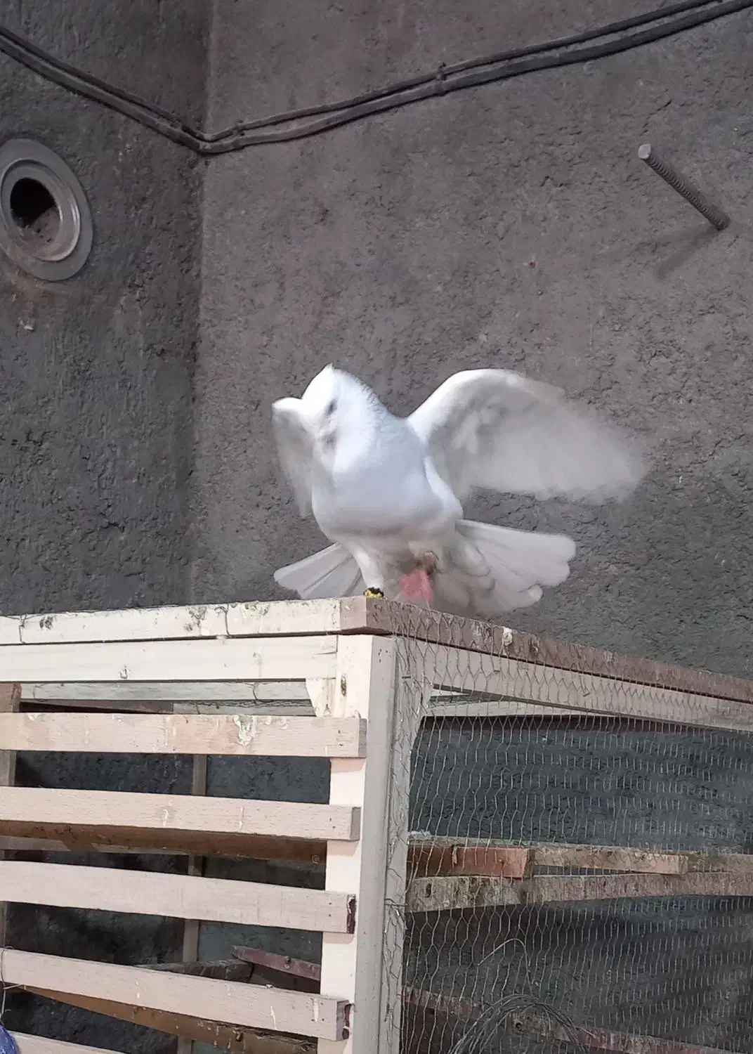 کبوتر تزیینی طوقی ابی|پرنده|قم, کاسه گران|دیوار