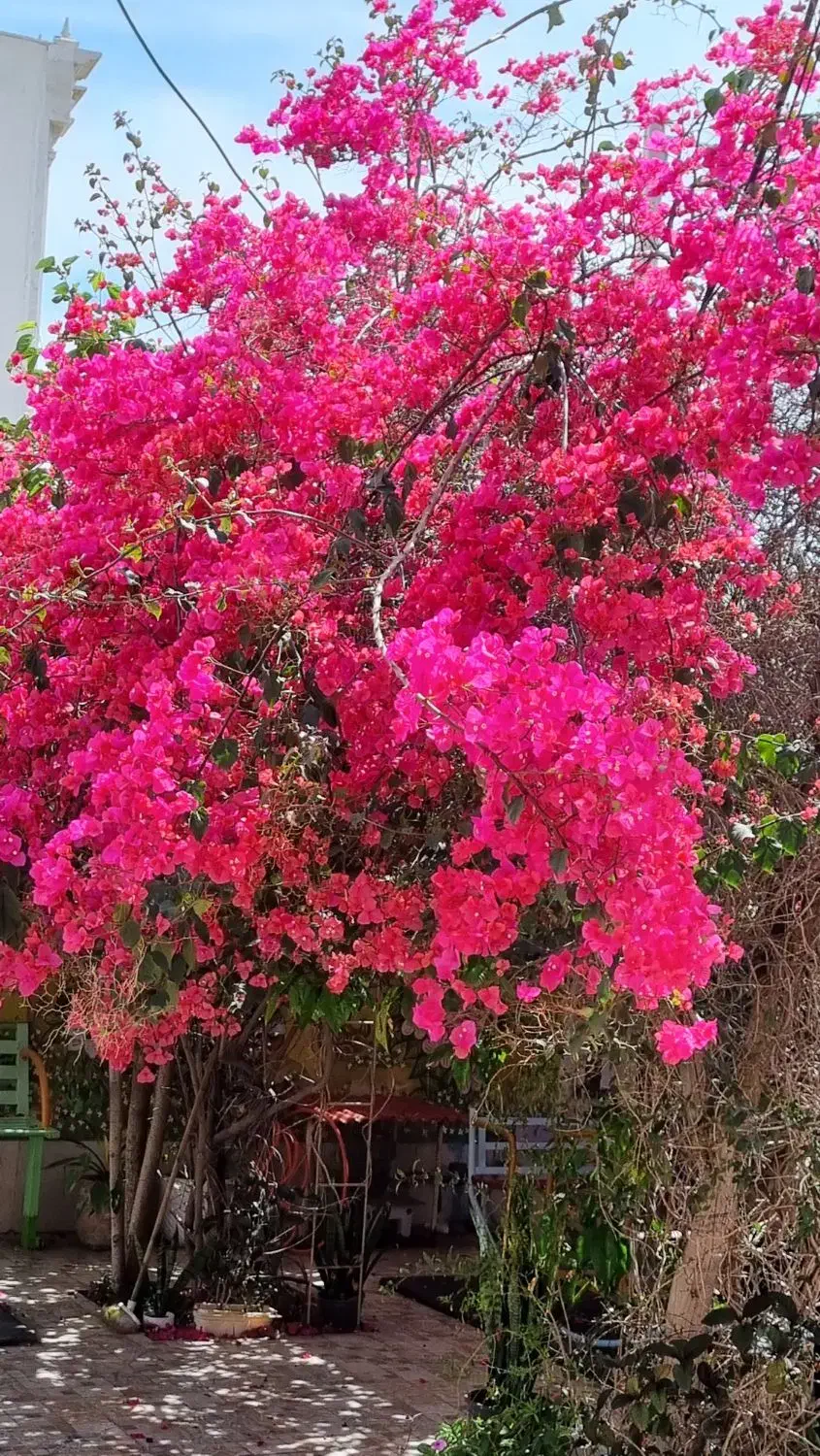 پذیرش کمک مربی(اجرایی) خانم|استخدام آموزشی|بوشهر, |دیوار