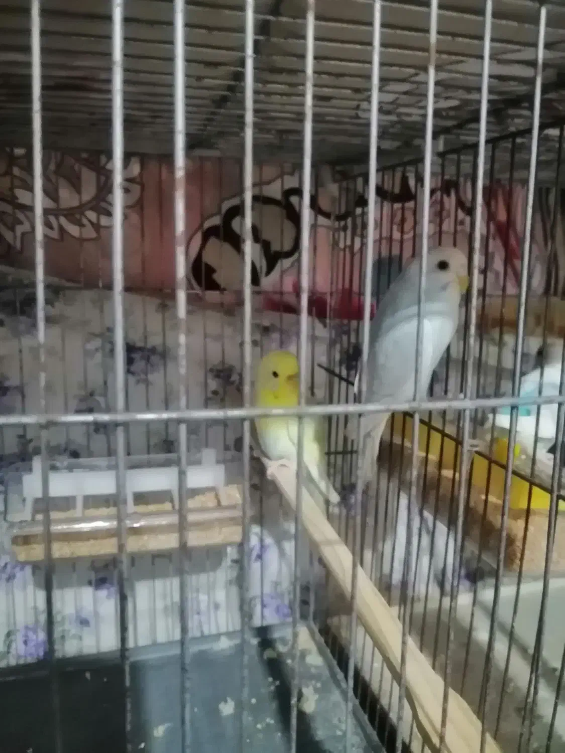 جفت مرغ عشق بالغ|پرنده|گنبد کاووس, |دیوار