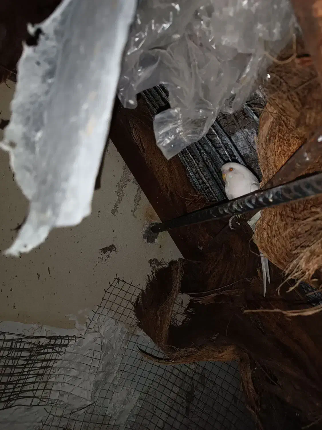 مرغ عشق|پرنده|بم, |دیوار