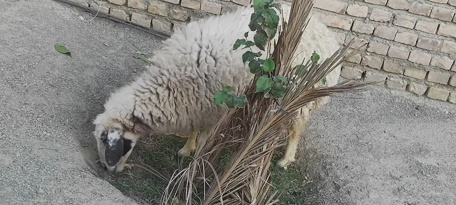 میش|حیوانات مزرعه|سراوان, |دیوار