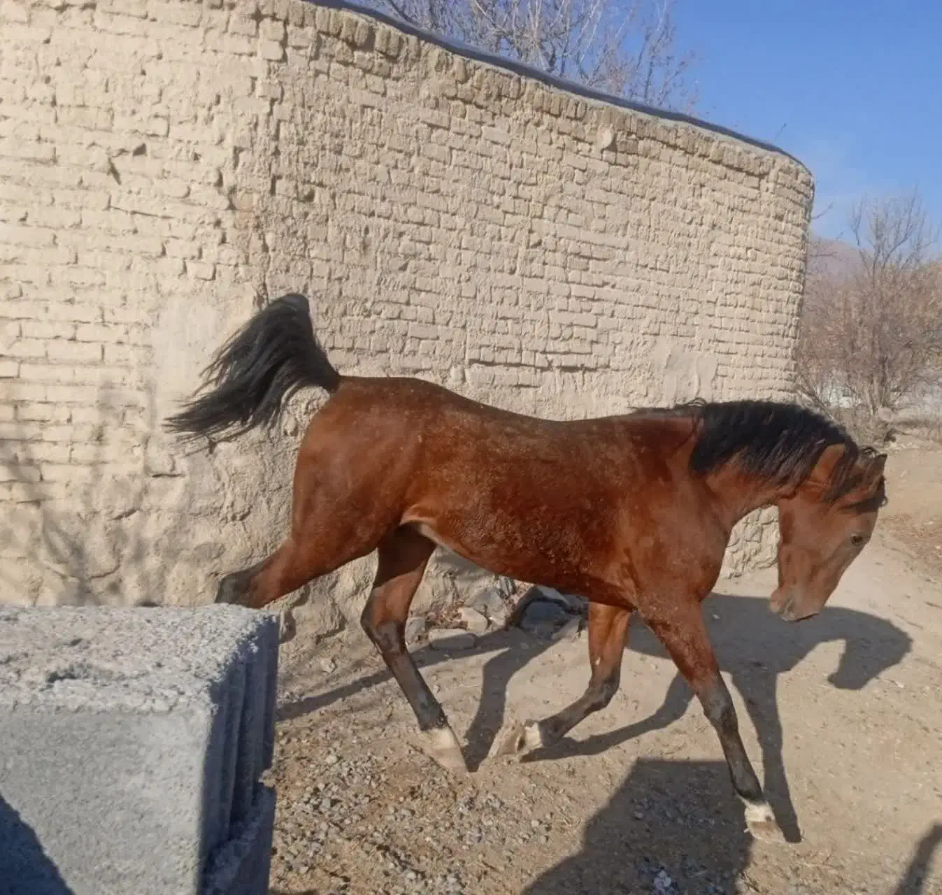 نریان دره شور|اسب و تجهیزات اسبسواری|خمین, |دیوار