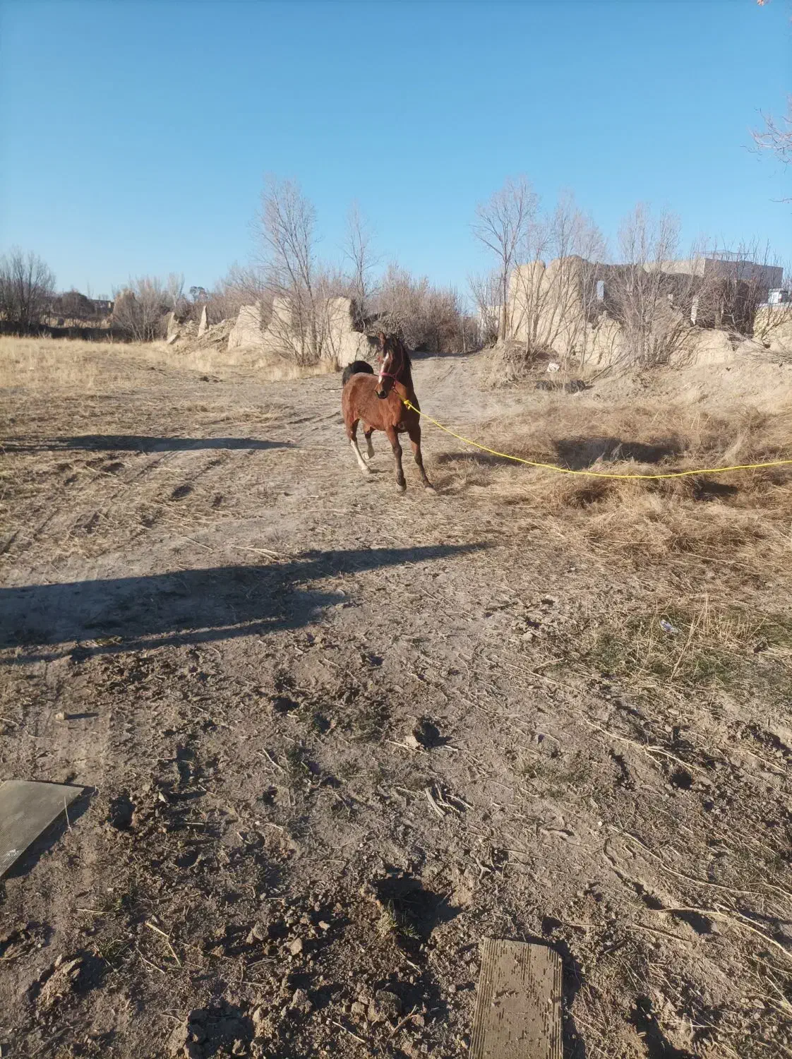 اسب مادیون کرد|اسب و تجهیزات اسبسواری|سردرود, |دیوار