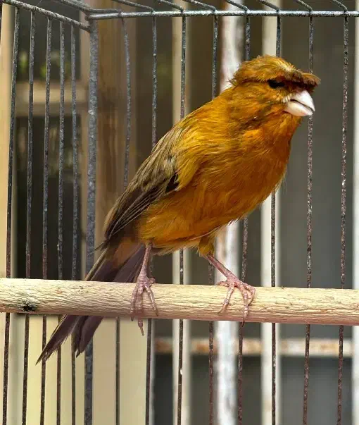 قناری سرخ|پرنده|شیراز, لاله|دیوار