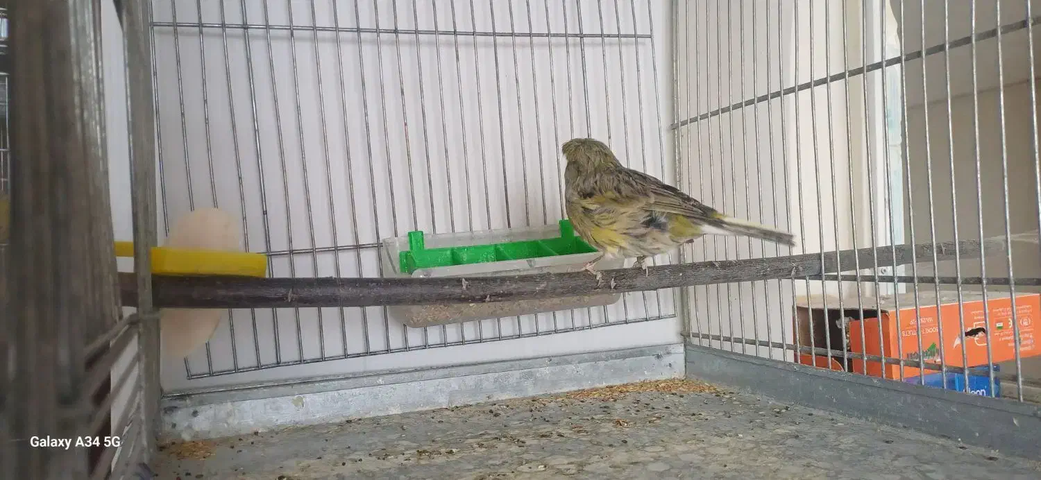 قناری کرست|پرنده|فرخ‌شهر, |دیوار