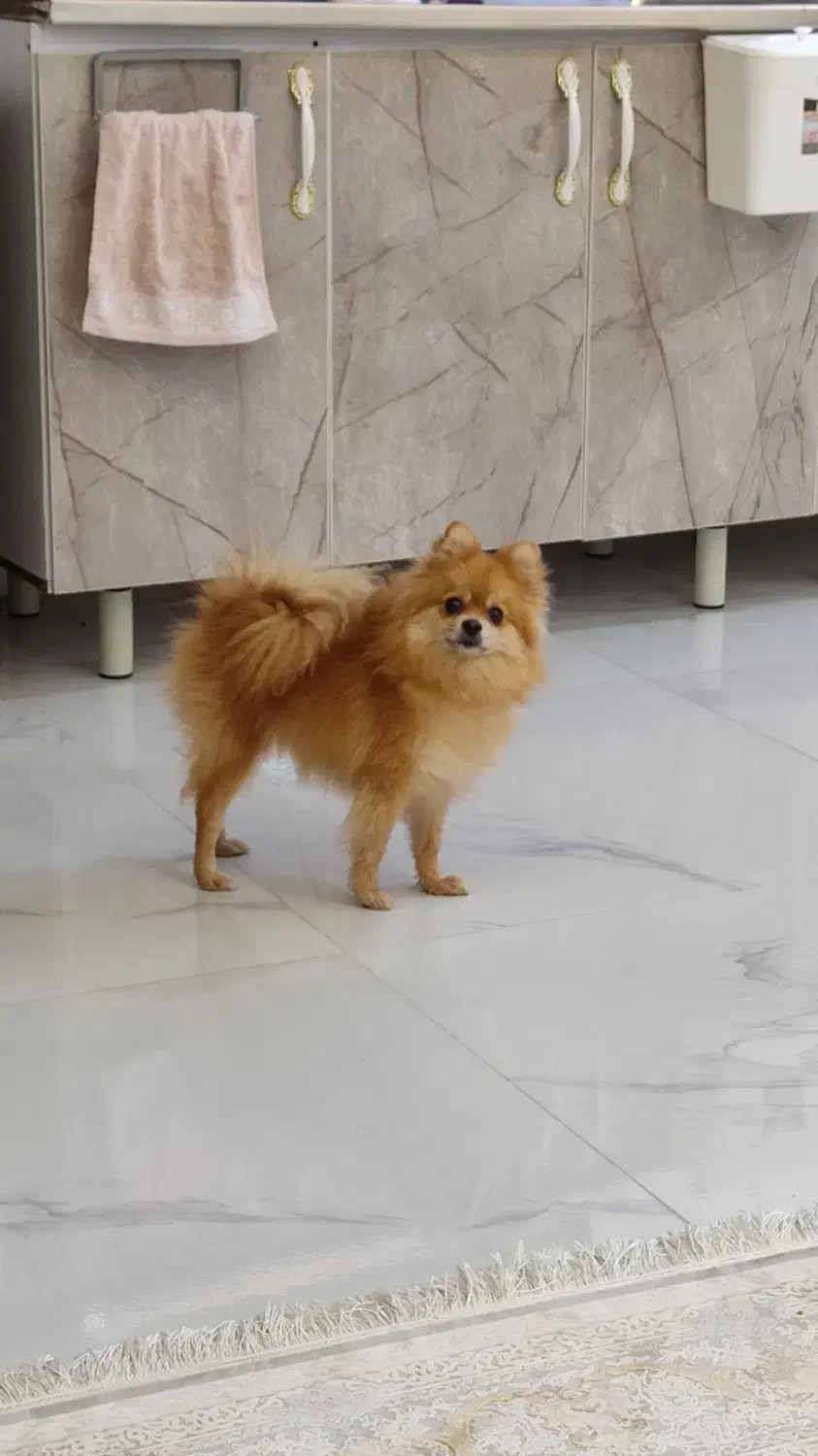 سگ پامر عروسکی ماده|سگ|کرج, شهرک بنفشه|دیوار