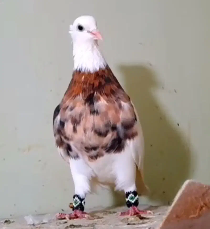 طوقی نر|پرنده|مسجد سلیمان, |دیوار