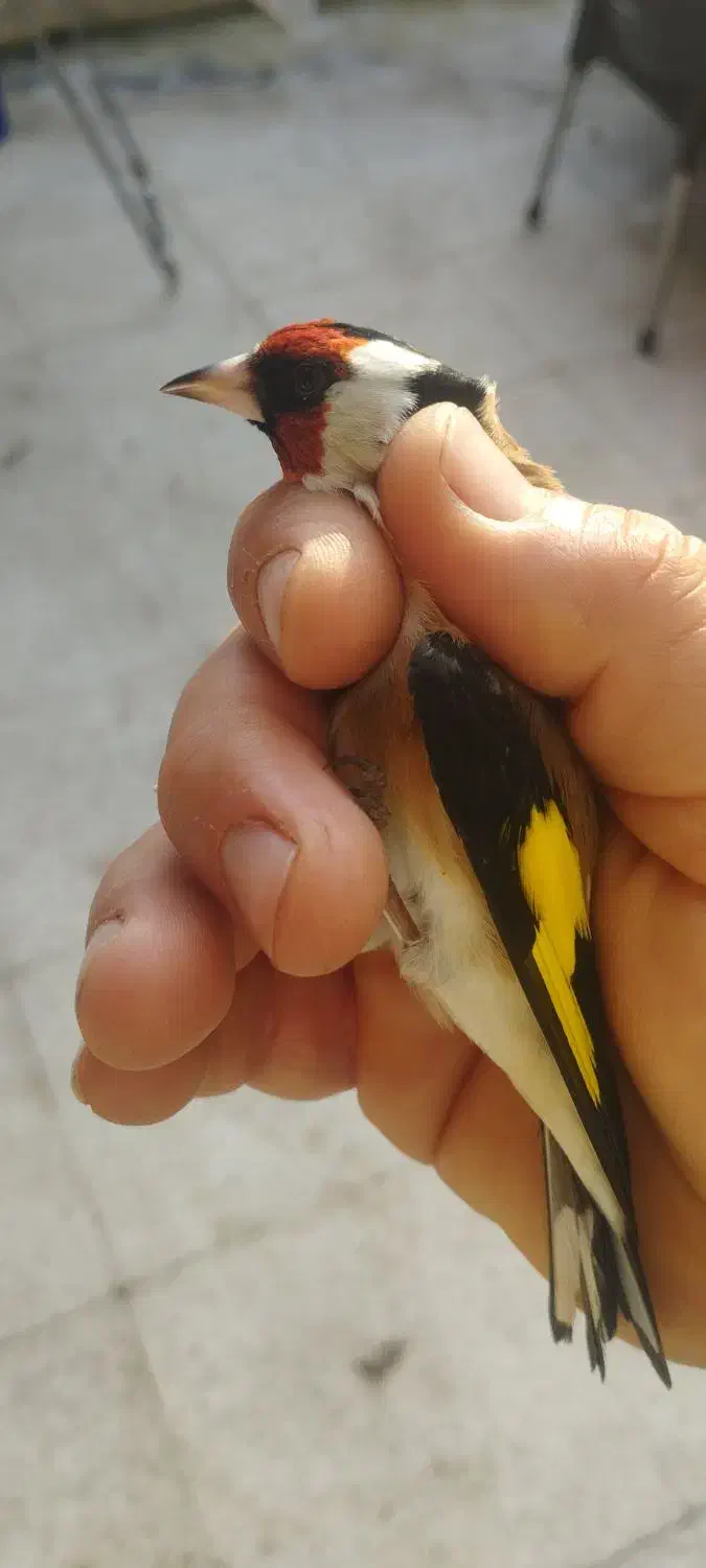 سهره نر درشت و گل قفلی عتیقه|پرنده|بندر انزلی, مسکن مهر|دیوار