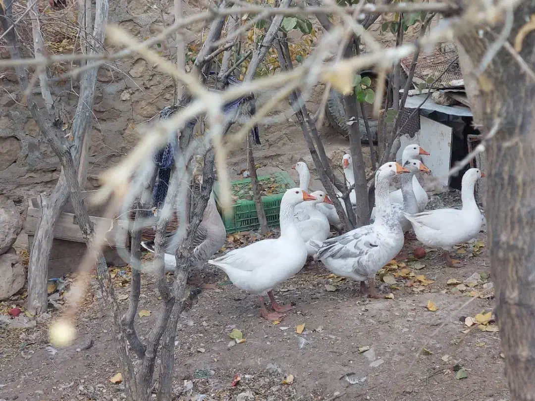 تعداد غاز سالم بزرگ و سرحال و بفروش میرسد|حیوانات مزرعه|شیراز, کیان آباد|دیوار