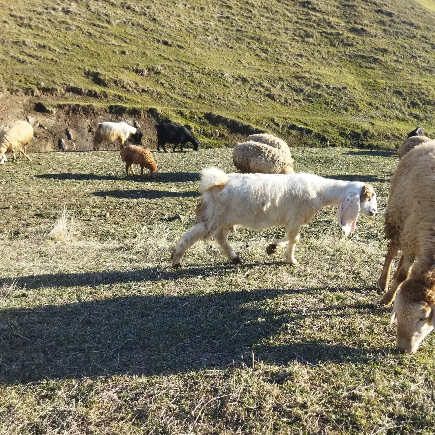 بز.|حیوانات مزرعه|آبش احمد, |دیوار