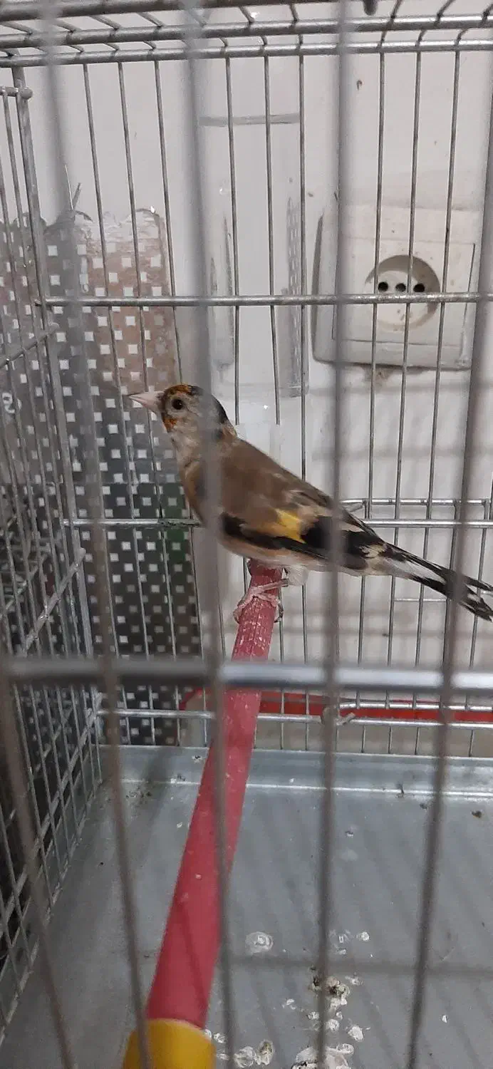 ماده سهره جوجه قفس|پرنده|کرمانشاه, |دیوار