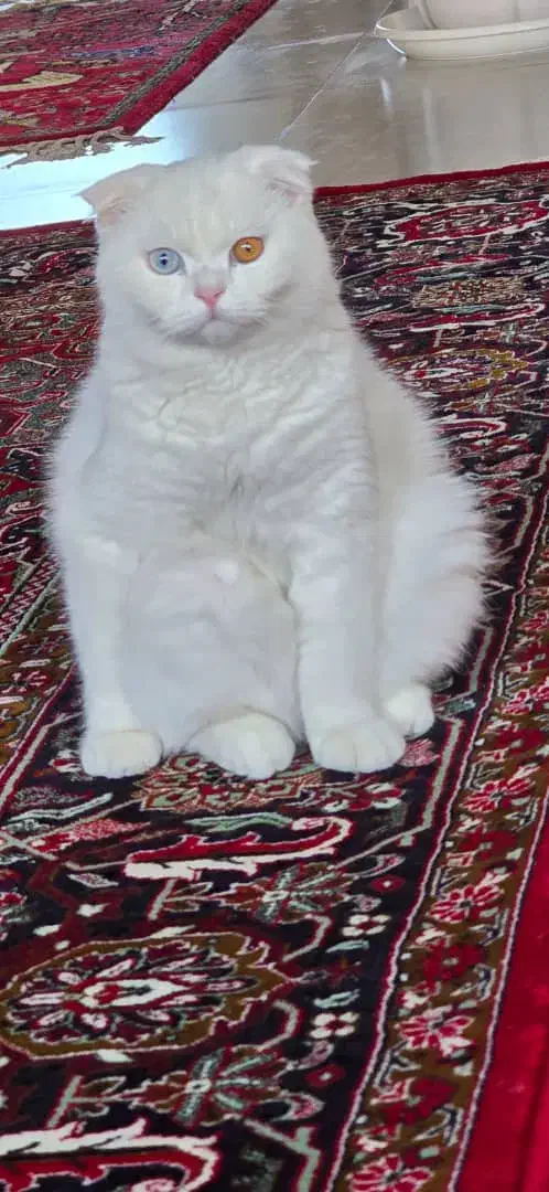 گربه نر آماده جفت گیری|گربه|تبریز, |دیوار