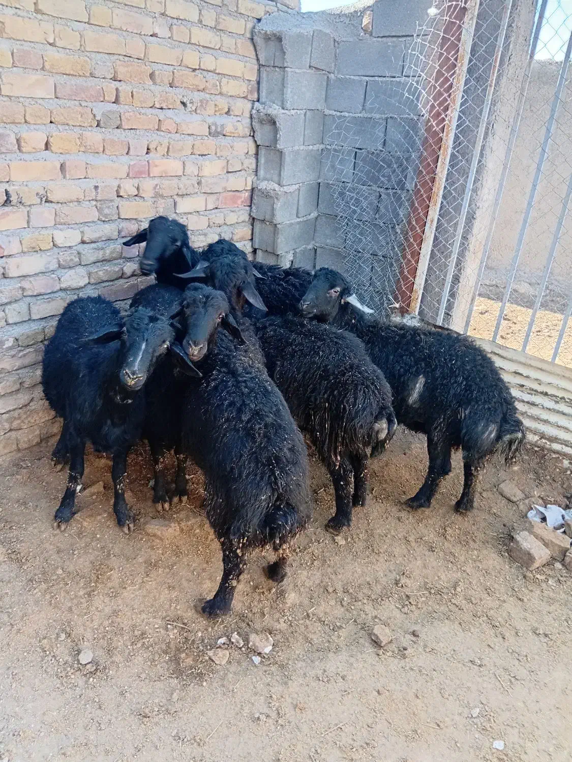 بره نر|حیوانات مزرعه|قیدار, |دیوار