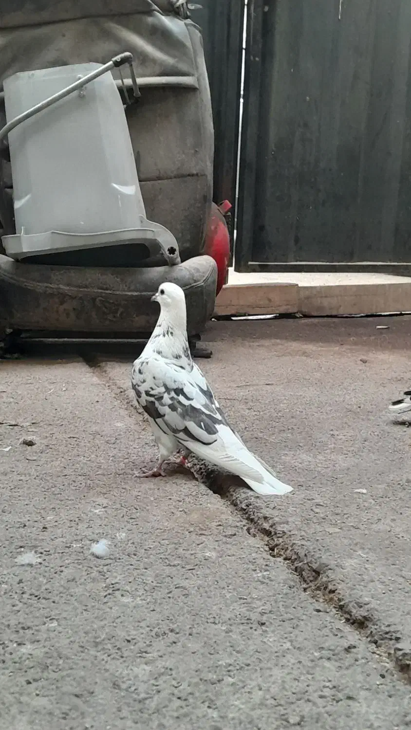 کبوتر ماده خال پیس|پرنده|خاوران, |دیوار