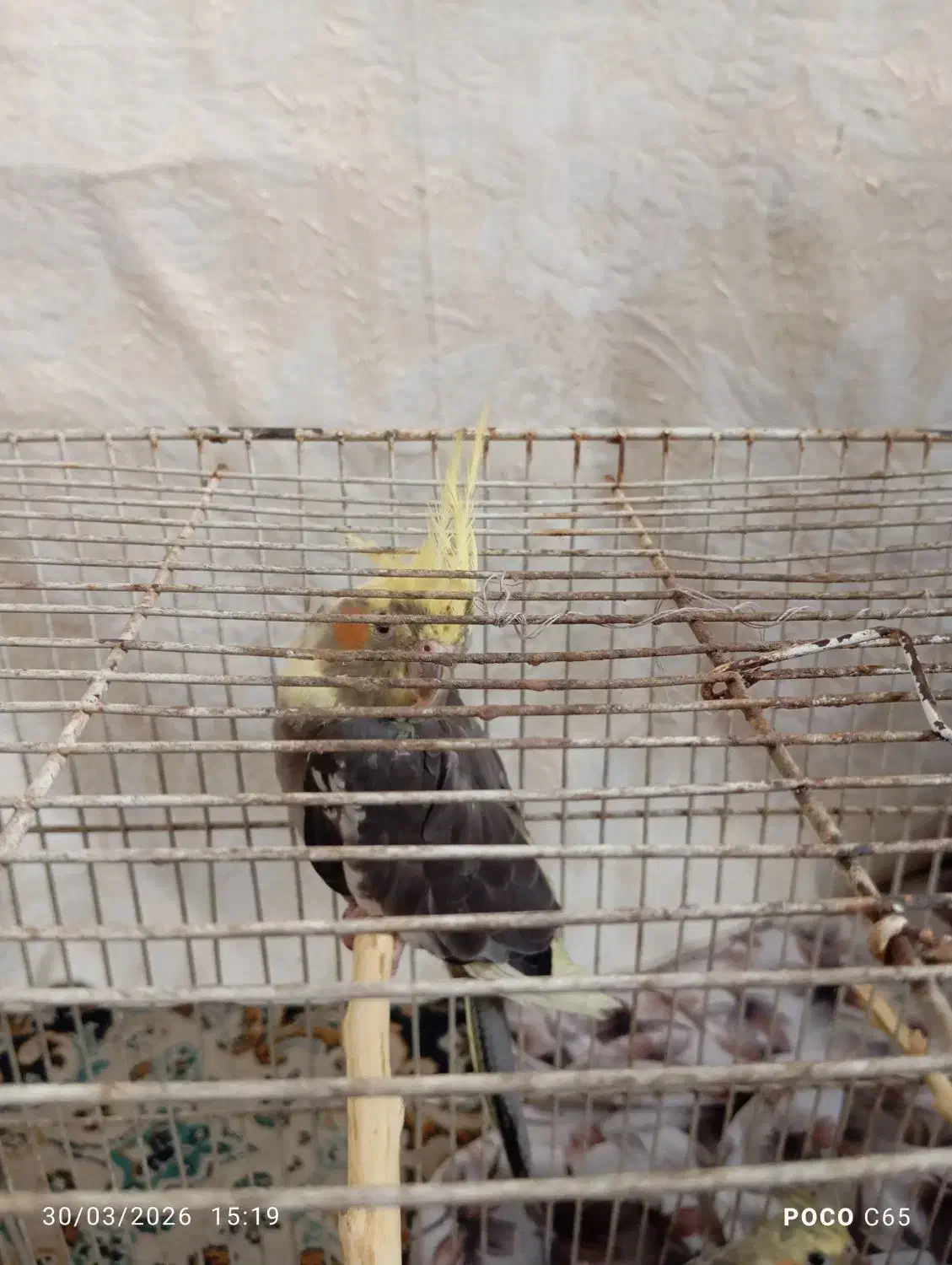 جوجه عروس هلندی|پرنده|شاندیز, |دیوار