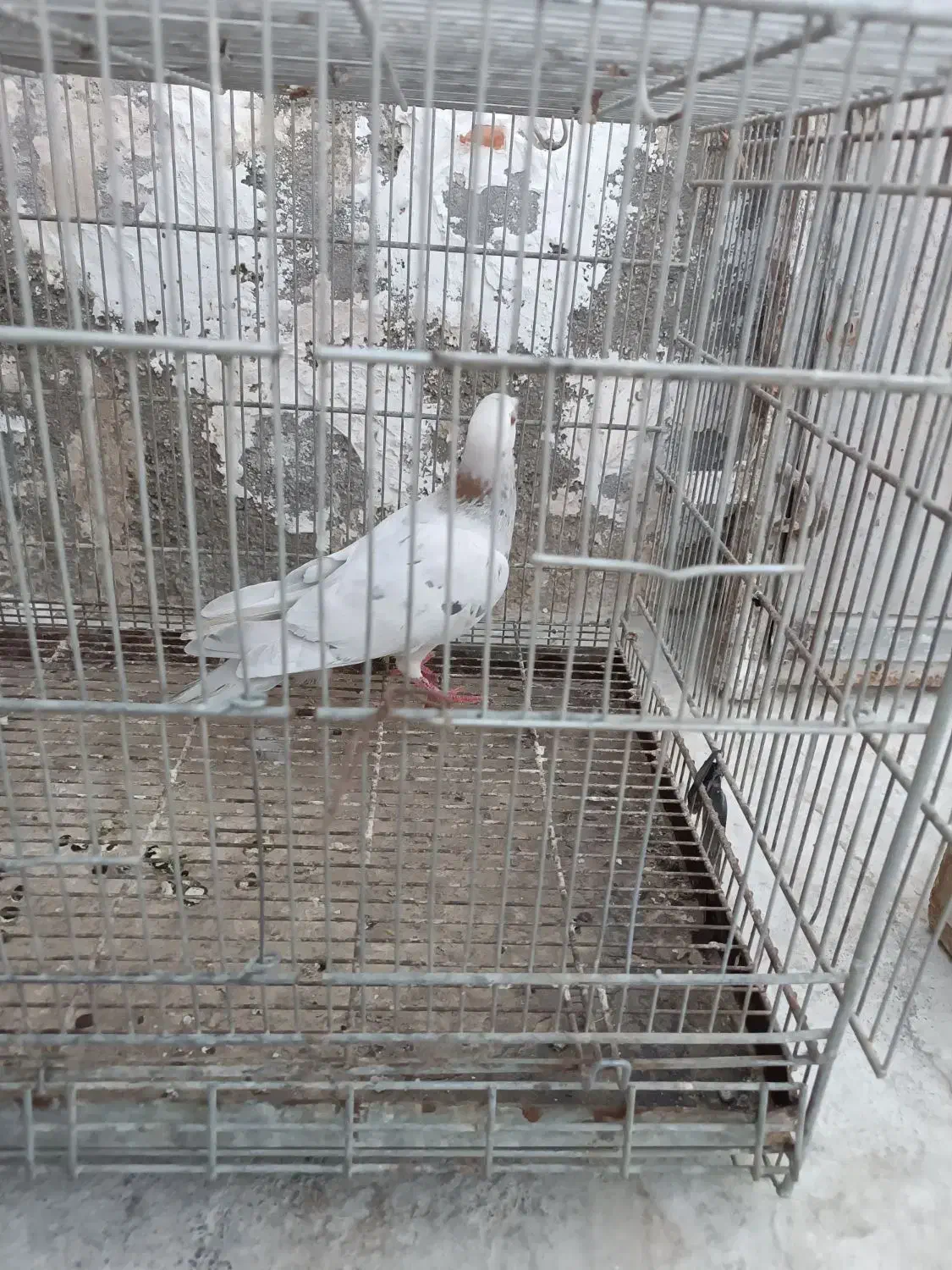 کفتر سار  ماده،در چخ وقفل کفتر،نورافکن دونخور کفتر|پرنده|مشهد, کوی دروی|دیوار