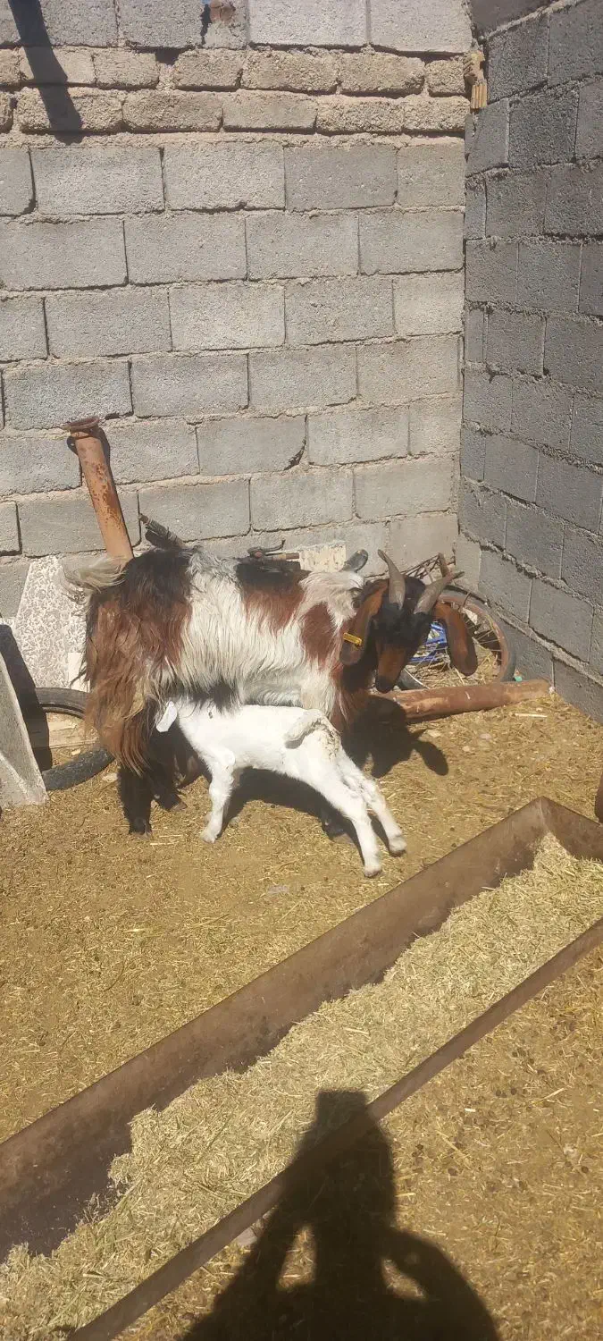 190000|حیوانات مزرعه|داراب, |دیوار