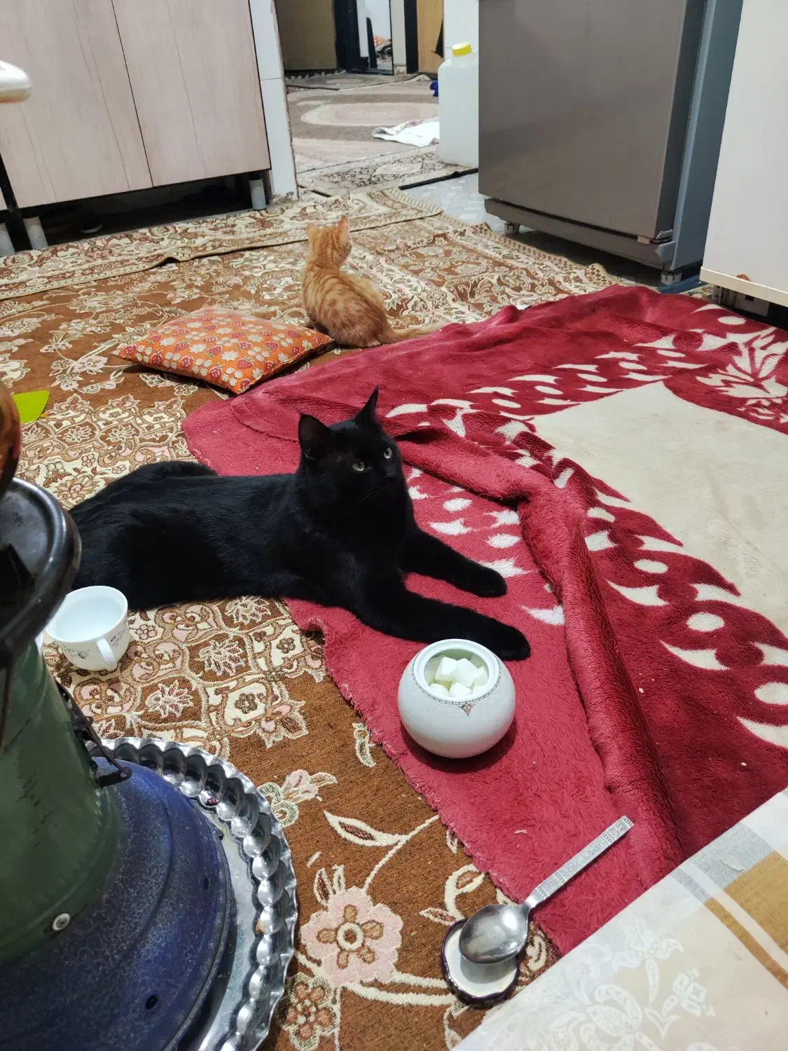 بچه گربه 2تا|گربه|بیرجند, |دیوار