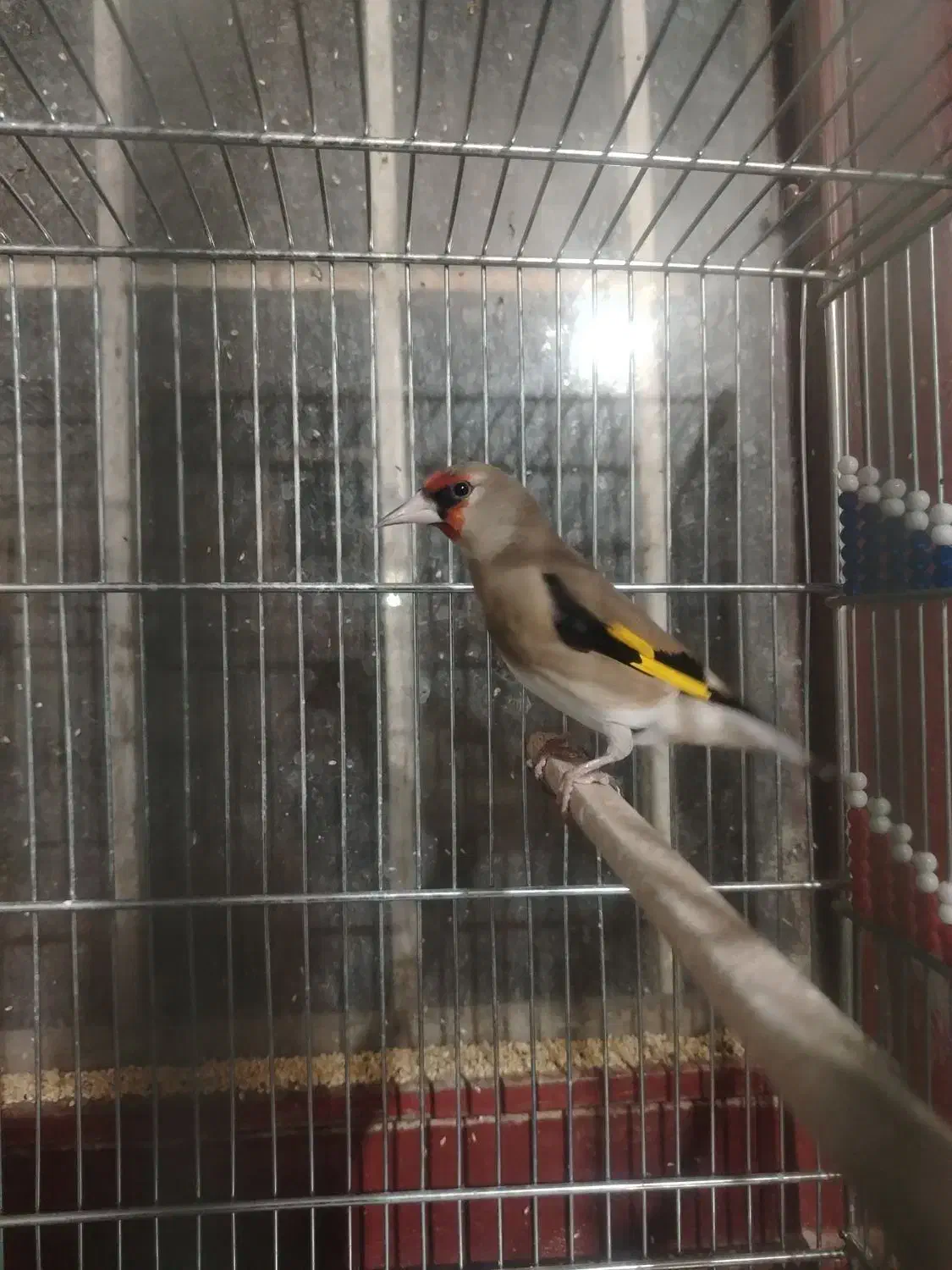 سهره سقا قناری گلبسر|پرنده|کرمان, |دیوار