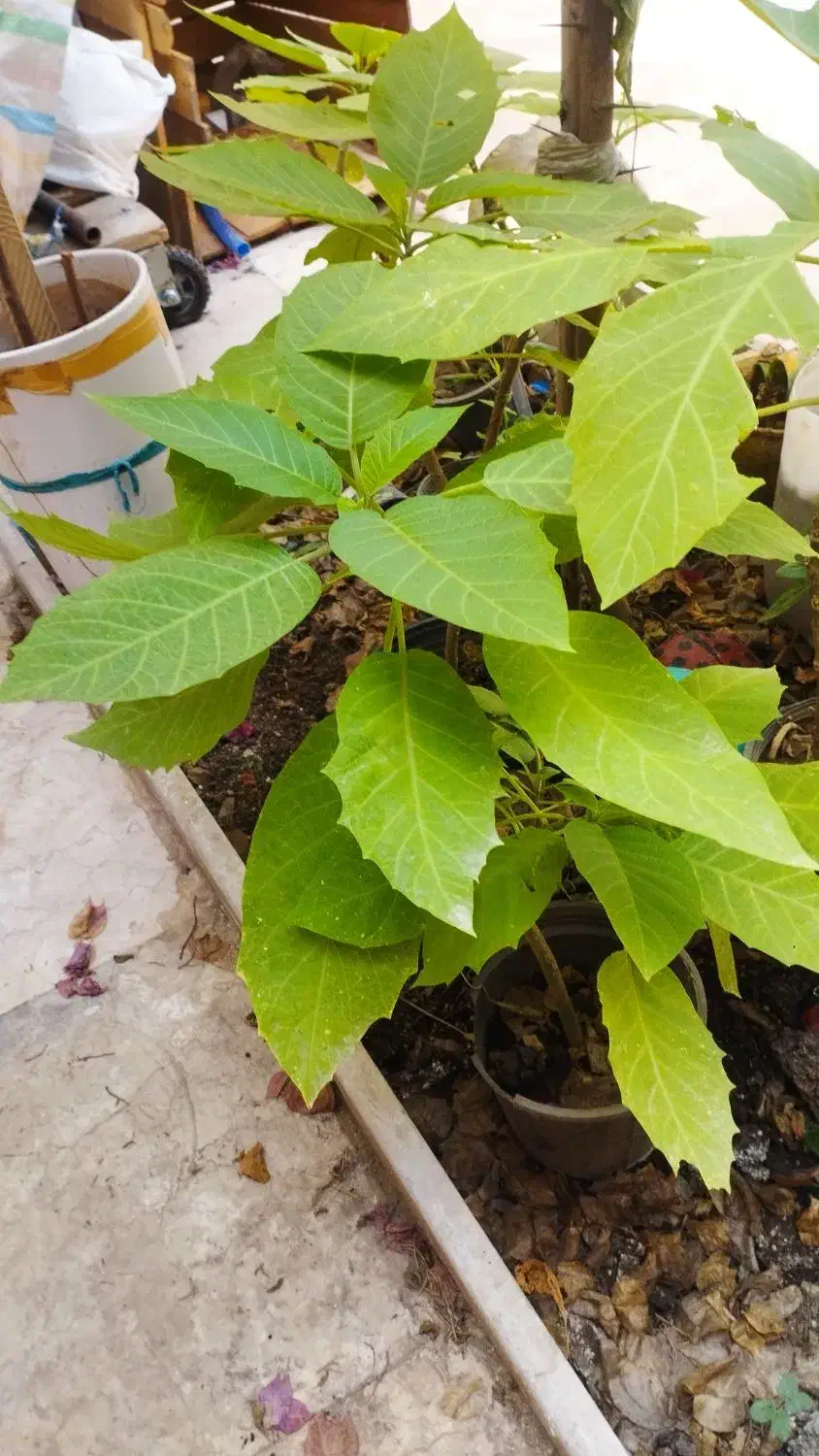 تعدادی نهال گل کاغذی وتاتوره|گل و گیاه طبیعی|رشت, جهاد|دیوار