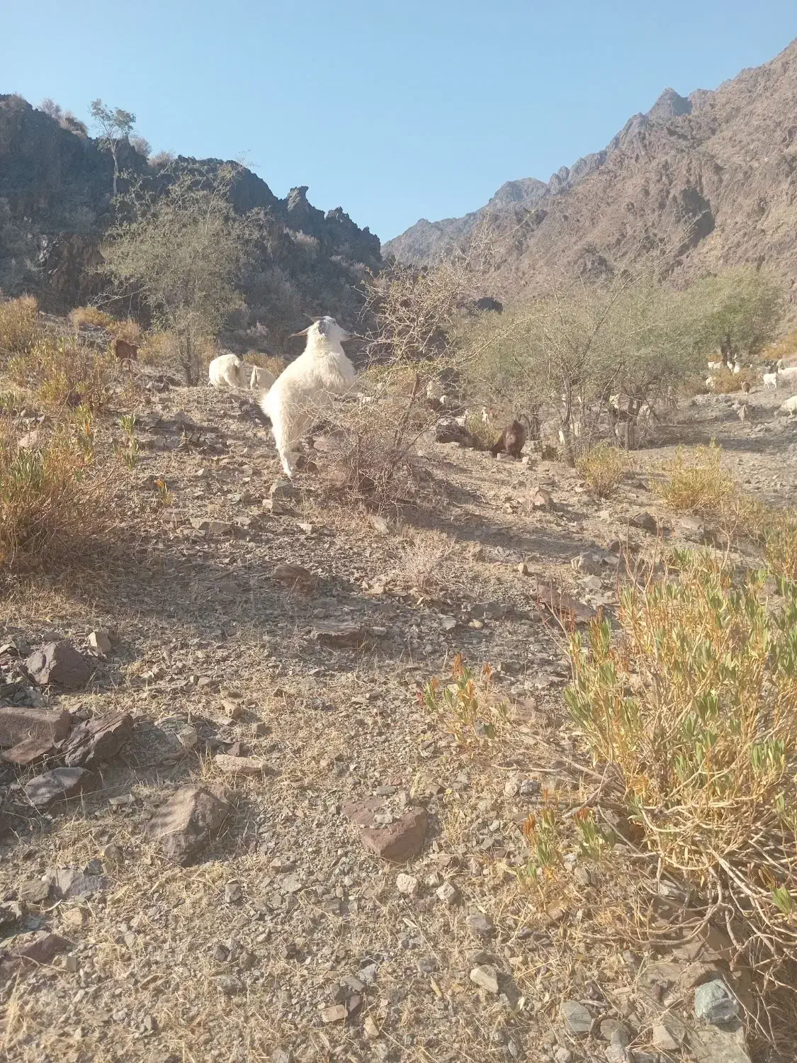 حیوانات|حیوانات مزرعه|اسفندقه, |دیوار