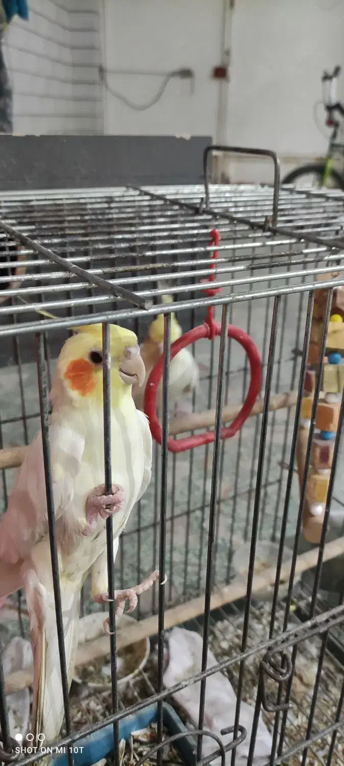 یه جفت طوطی با سه تا تخم|پرنده|بهبهان, |دیوار