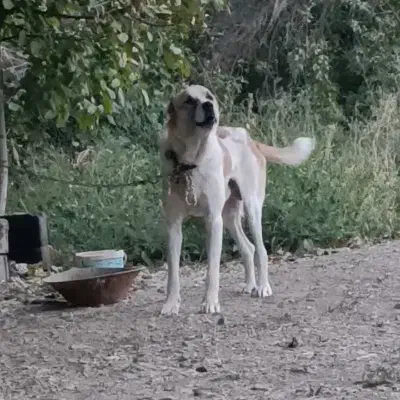 سگ نر گله گی|سگ|مشهد, آزادشهر|دیوار