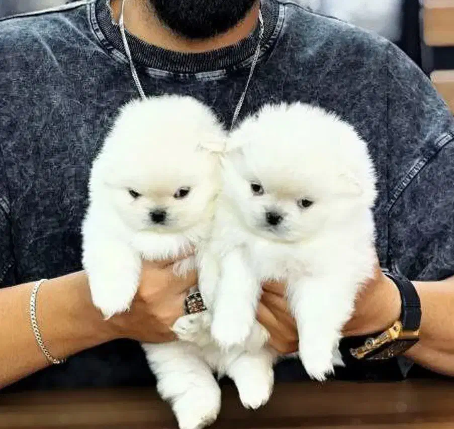 Pomeranian Original /// پامرانین خرسی اصل|سگ|اصفهان, خانه اصفهان|دیوار