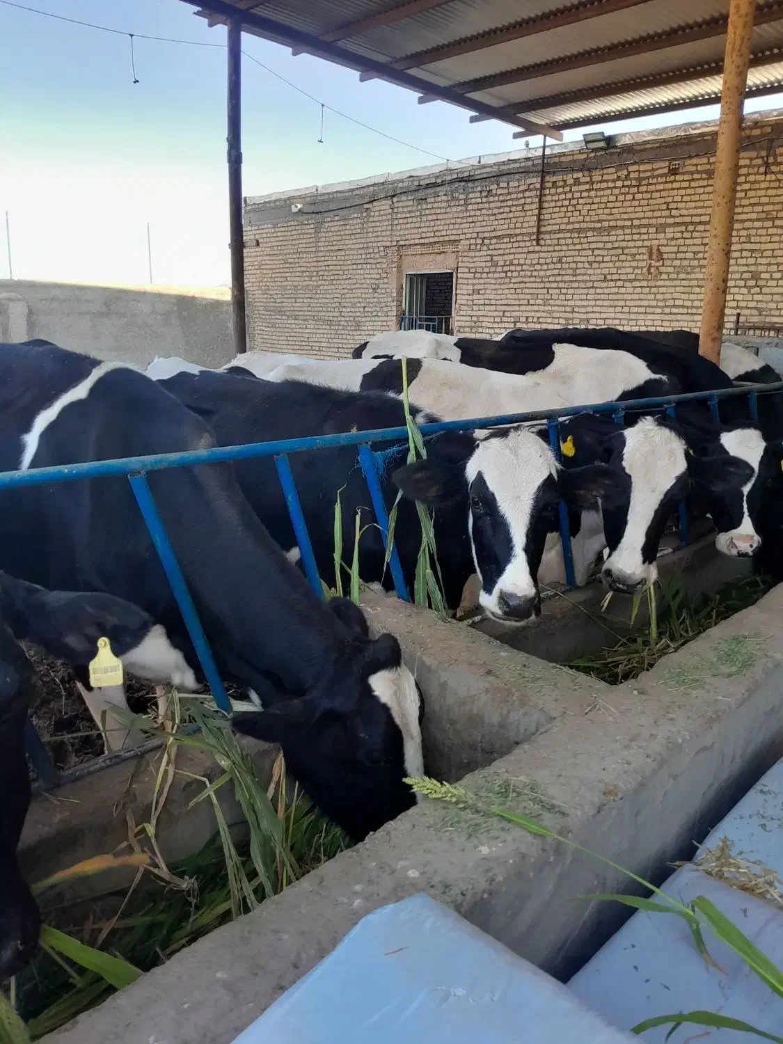 با سلام ۷ راس گاو شیری بفروش میرسد|حیوانات مزرعه|سبزوار, قصبه غربی|دیوار