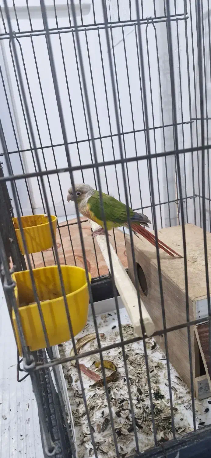 طوطی گیرینچک|پرنده|تهران, وحیدیه|دیوار