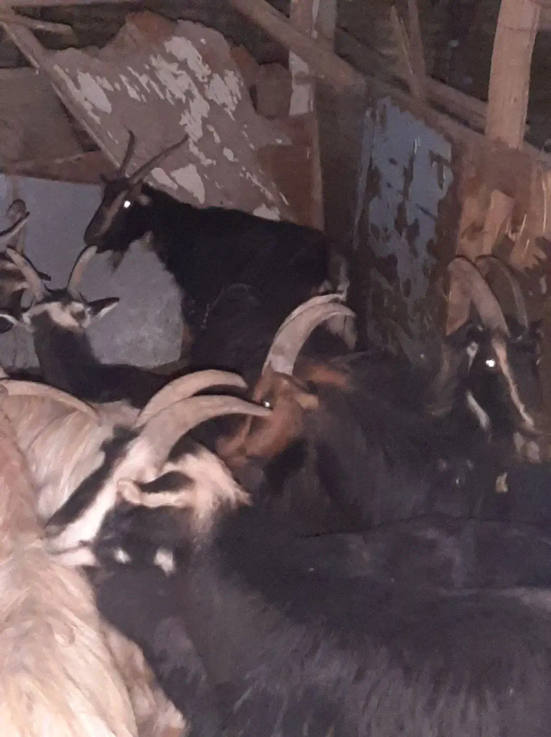 16راس بز خلج ابستن. میش. بره. بزغاله|حیوانات مزرعه|خاوران, |دیوار