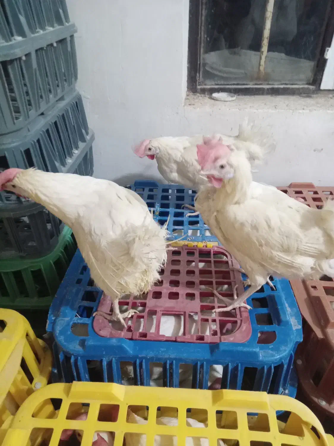 مرغ سفید|حیوانات مزرعه|قیدار, |دیوار