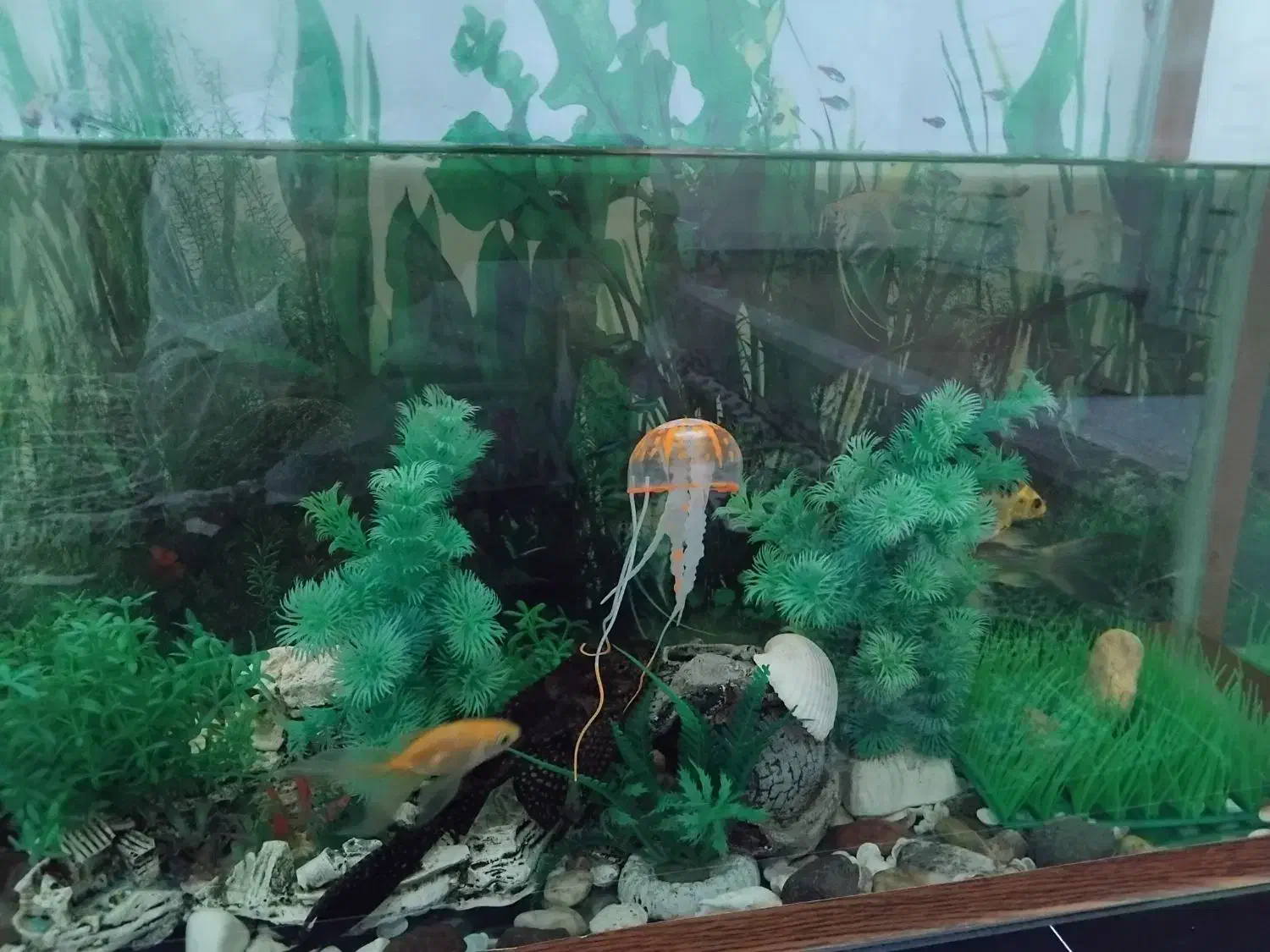 آکواریوم همراه با ماهی و وسایل|ماهی|سقز, |دیوار