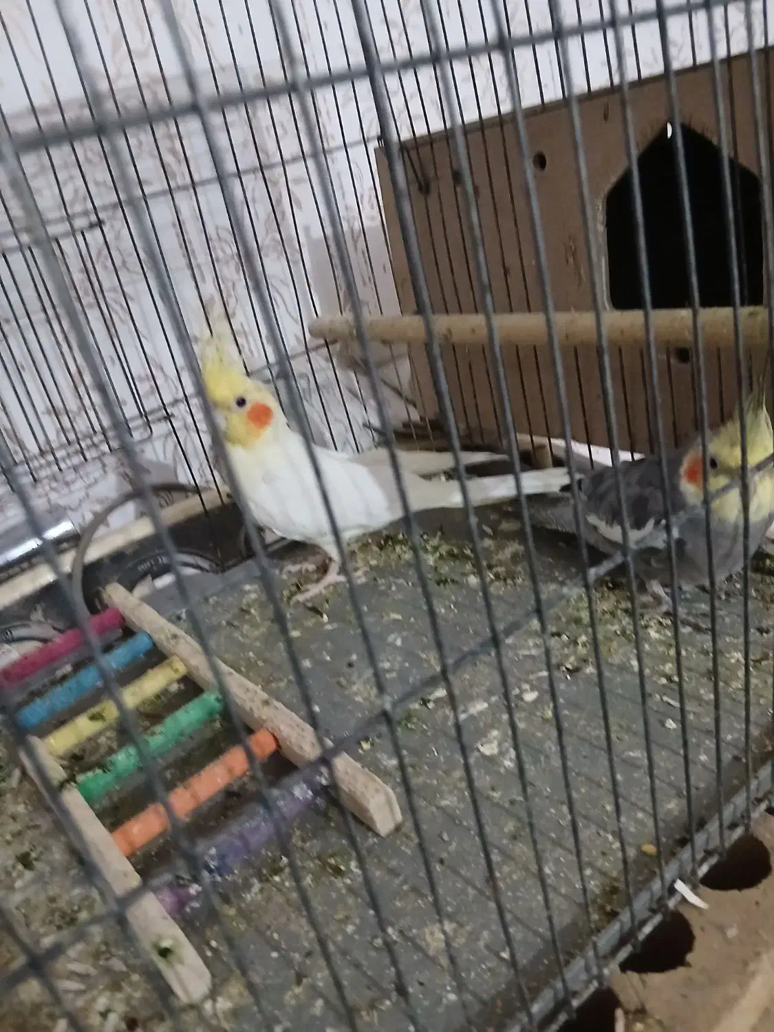 حمیدیه|پرنده|حمیدیه, |دیوار