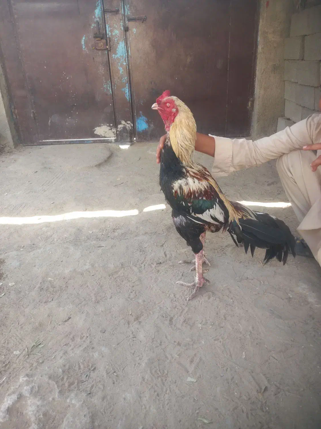 خروس|حیوانات مزرعه|چابهار, |دیوار