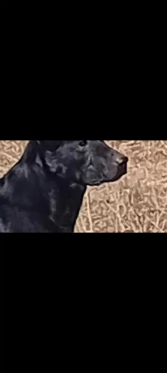 سگ پاکوتاه|سگ|زنجان, |دیوار