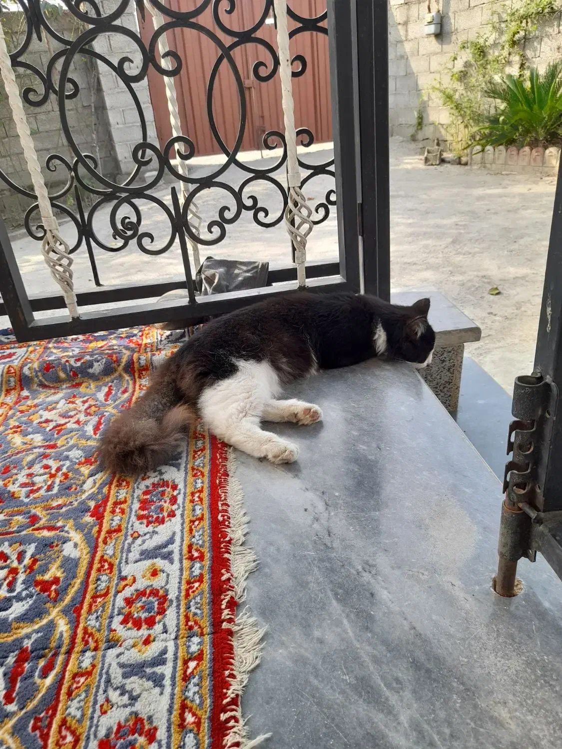 یک عدد گربه نر کاملا دستی و مهربون|گربه|تنکابن, |دیوار