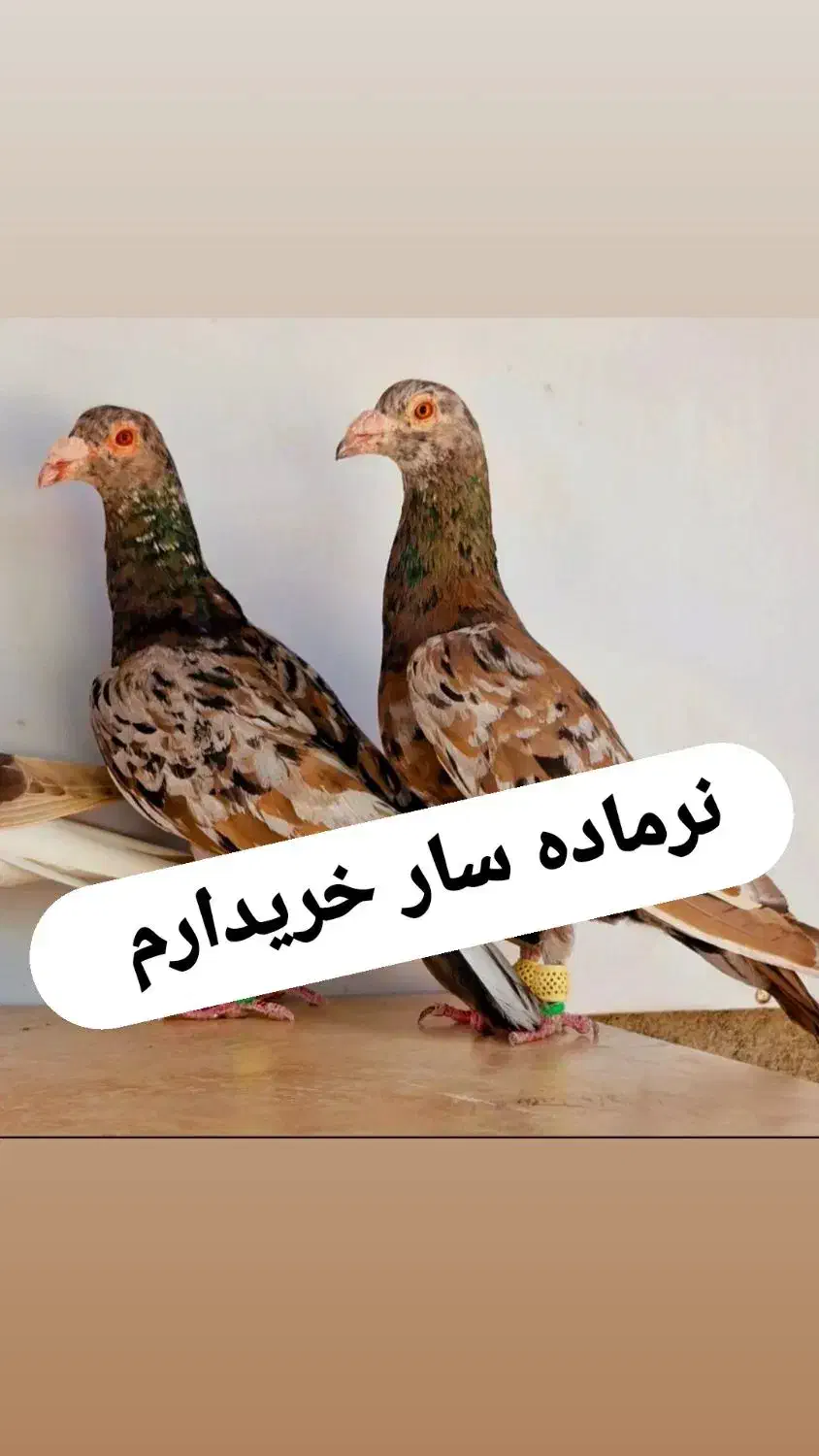 سار سرور|پرنده|چناران, |دیوار