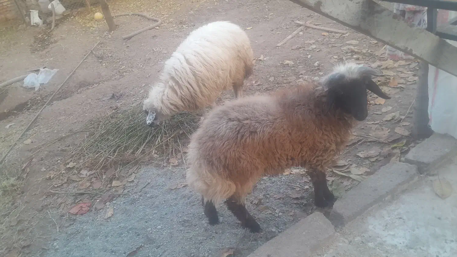 بره پروری|حیوانات مزرعه|شوط, |دیوار