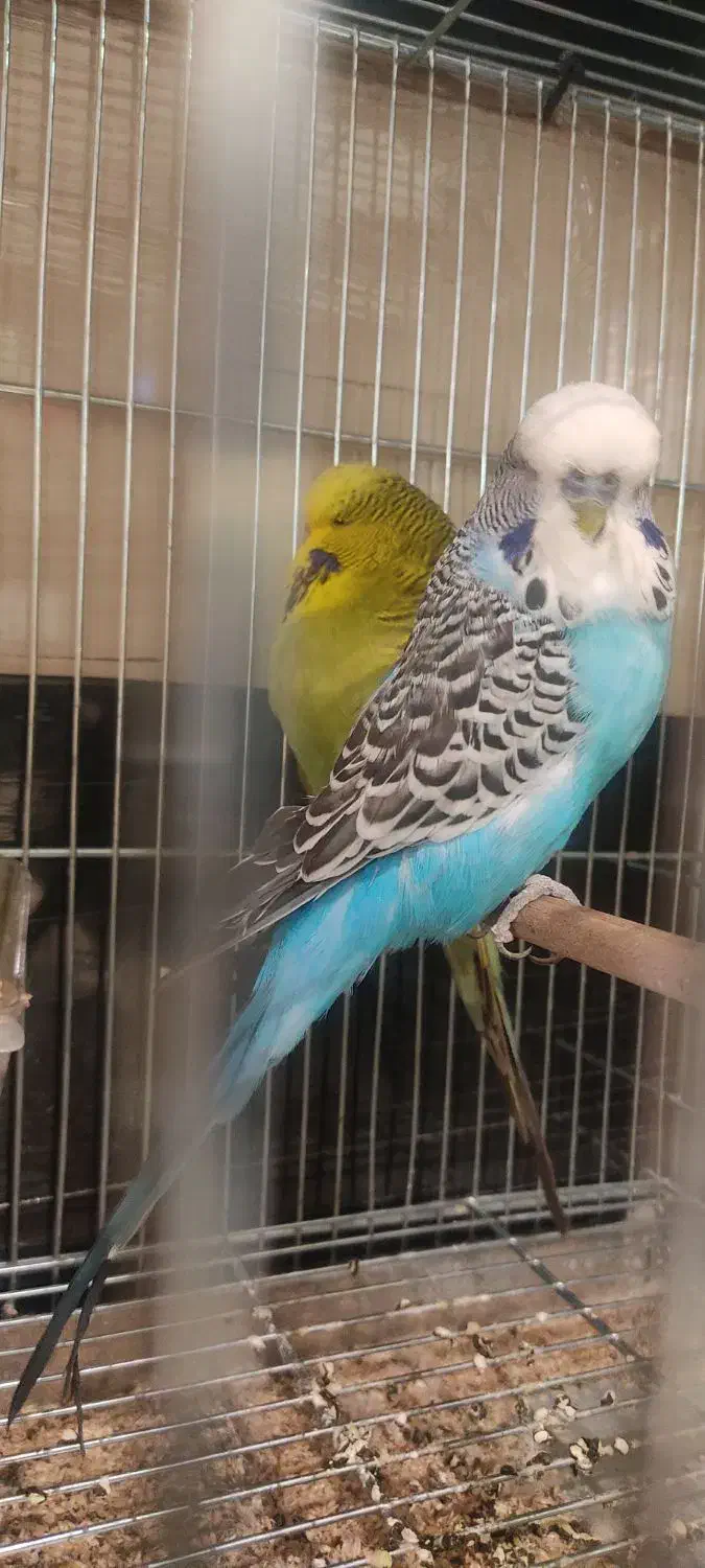 مرغ عشق انگلیسی|پرنده|تهران, سهروردی|دیوار