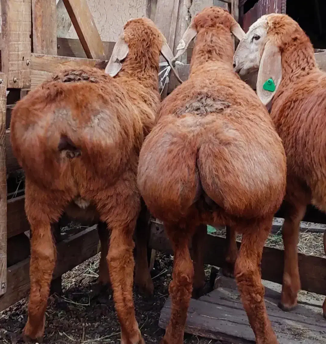 نرینه قلمابی زنده عقیقه قربانی درجه 1 گوسفند|حیوانات مزرعه|مشهد, خین عرب|دیوار