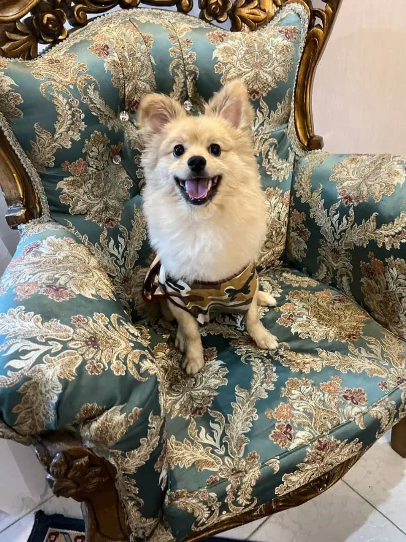 سگ پامرانین نر|سگ|کرج, گوهردشت|دیوار