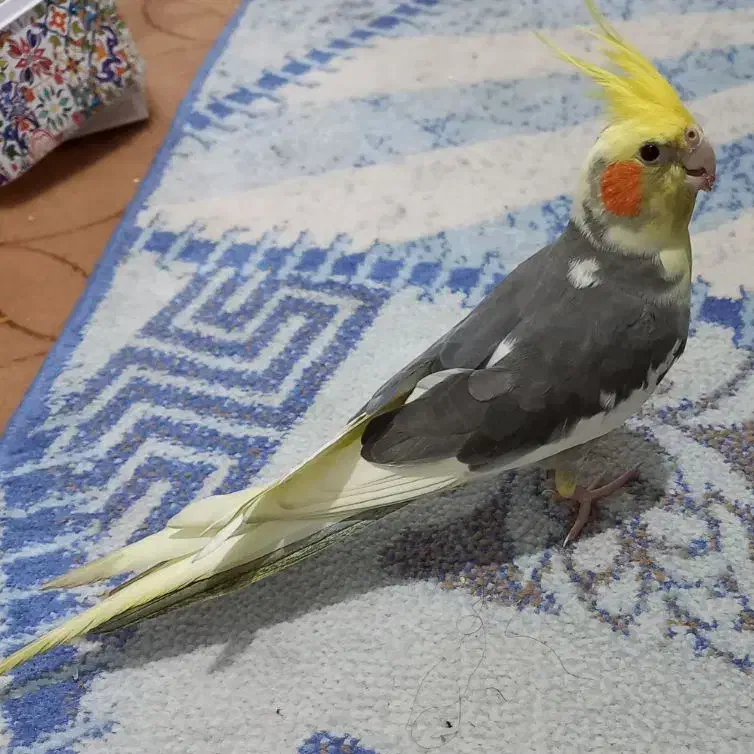 پرنده گم شده|حیوانات|قم, حاج خلیل|دیوار