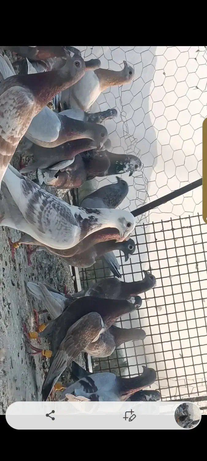 پرنده|پرنده|برازجان, |دیوار